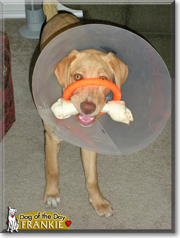 Frankie, the Dog of the Day