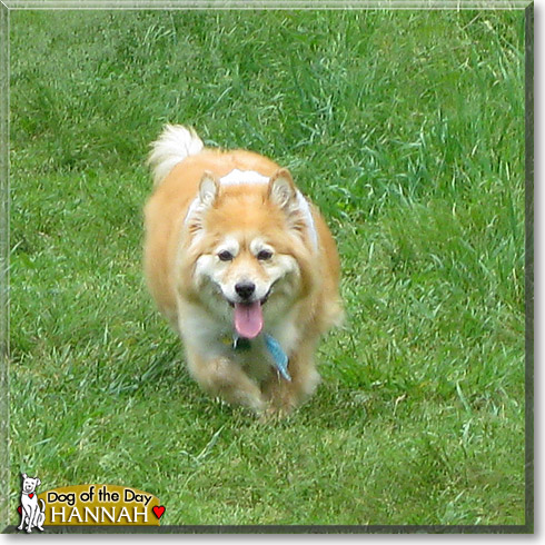 Hannah, the Dog of the Day Hannah, the Dog of the Day