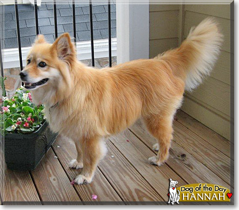 Hannah, the Dog of the Day Hannah, the Dog of the Day