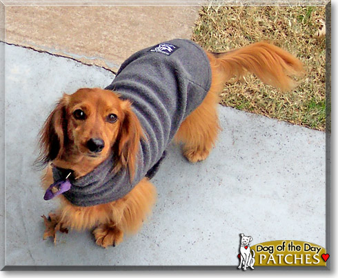 Patches, the Dog of the Day Patches, the Dog of the Day
