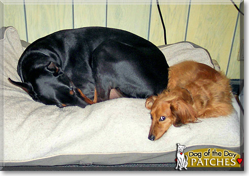 Patches, the Dog of the Day Patches, the Dog of the Day