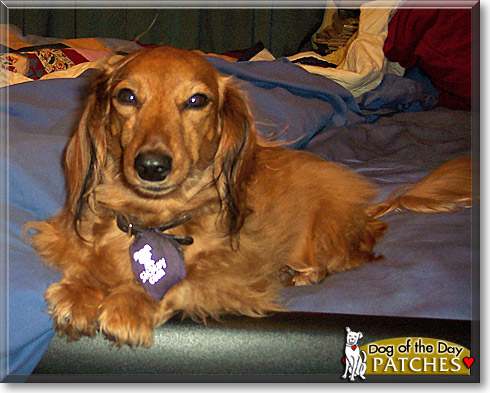 Patches, the Dog of the Day Patches, the Dog of the Day