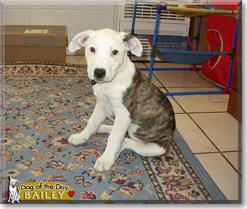 Bailey, the Dog of the Day