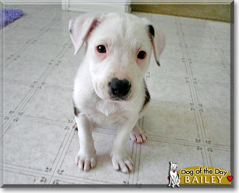 Bailey, the Dog of the Day
