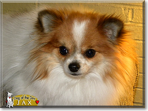 Jax, the Dog of the Day Jax, the Dog of the Day