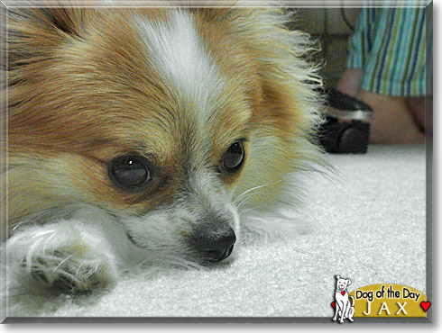 Jax, the Dog of the Day Jax, the Dog of the Day