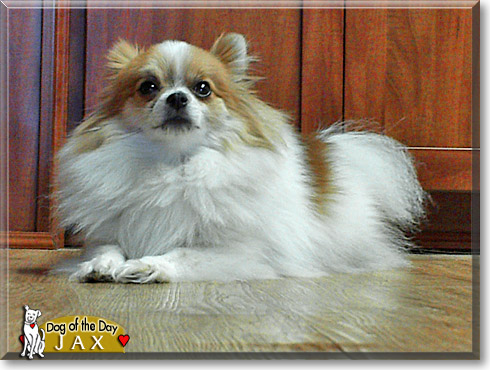 Jax, the Dog of the Day Jax, the Dog of the Day