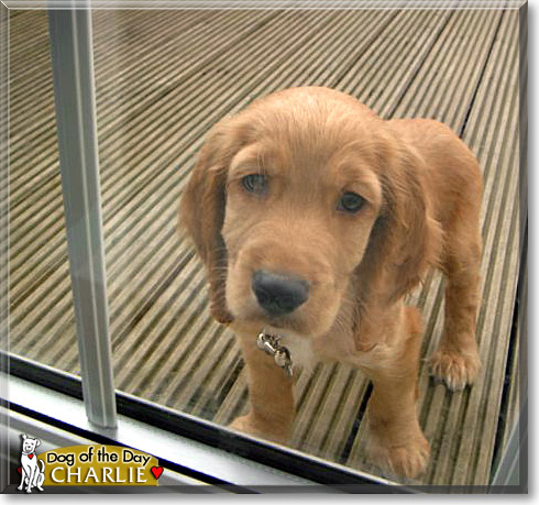 Charlie, the Dog of the Day Charlie, the Dog of the Day