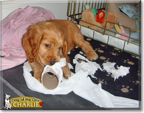 Charlie, the Dog of the Day Charlie, the Dog of the Day