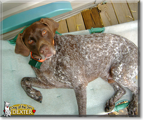 Dexter, the Dog of the Day Dexter, the Dog of the Day