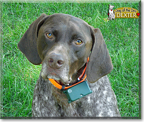 Dexter, the Dog of the Day Dexter, the Dog of the Day