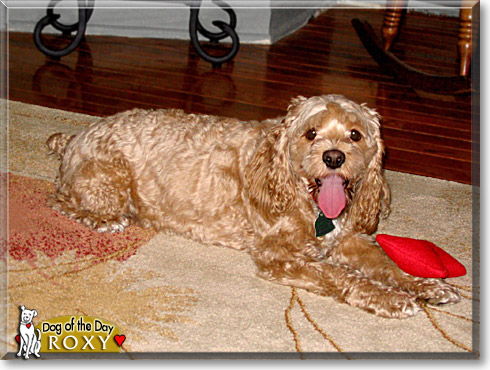 Roxy, the Dog of the Day Roxy, the Dog of the Day