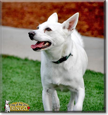 Ringo, the Dog of the Day Ringo, the Dog of the Day