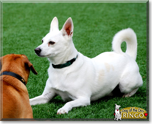 Ringo, the Dog of the Day Ringo, the Dog of the Day