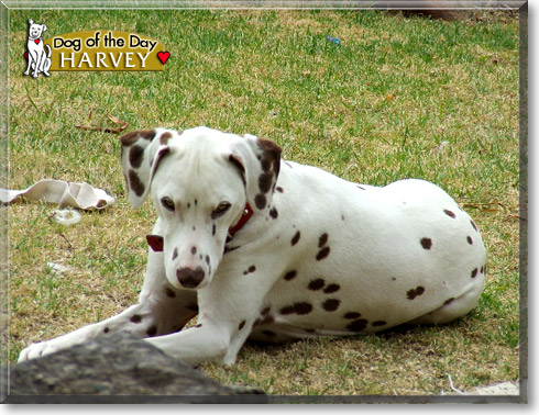 Harvey, the Dog of the Day