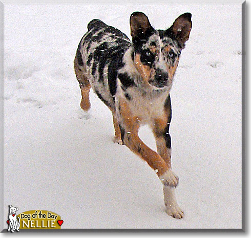 Nellie, the Dog of the Day Nellie, the Dog of the Day