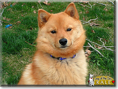 Kale, the Dog of the Day Kale, the Dog of the Day