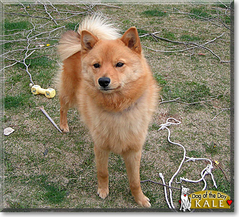 Kale, the Dog of the Day Kale, the Dog of the Day