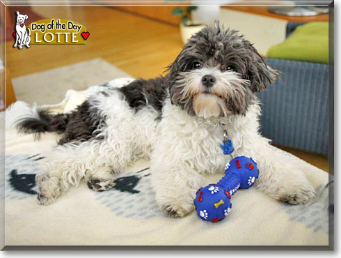 Lotte, the Dog of the Day