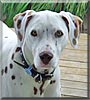 Harvey