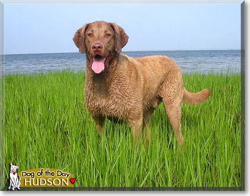 Hudson, the Dog of the Day