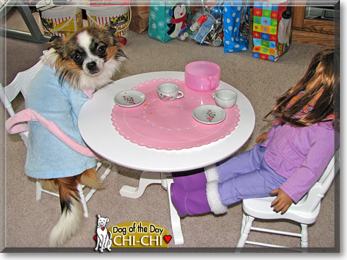 Chi-Chi Cola, the Dog of the Day