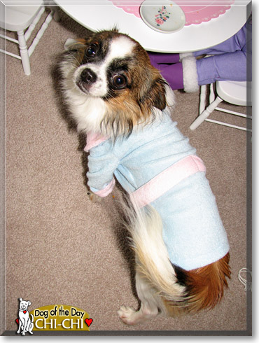 Chi-Chi Cola, the Dog of the Day