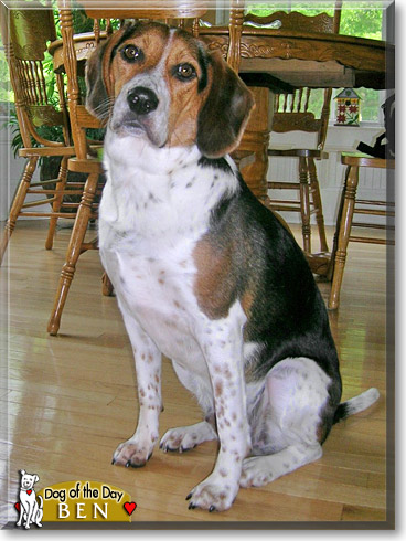Ben, the Dog of the Day