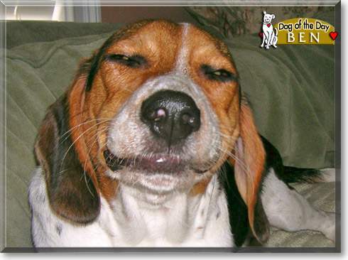 Ben, the Dog of the Day