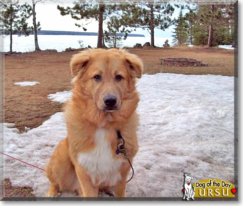 Ursu, the Dog of the Day
