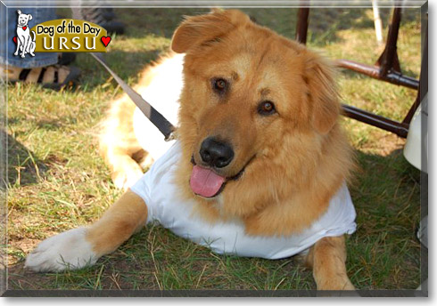 Ursu, the Dog of the Day