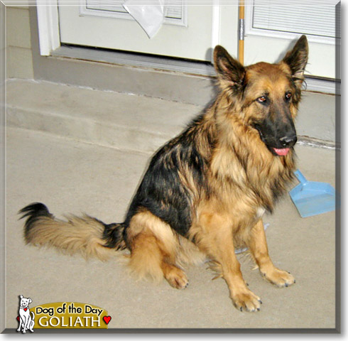 Goliath, the Dog of the Day