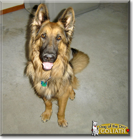 Goliath, the Dog of the Day