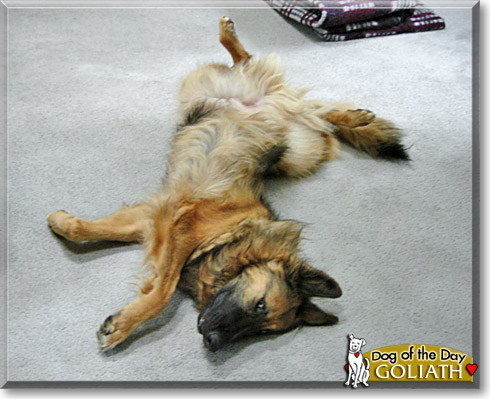 Goliath, the Dog of the Day