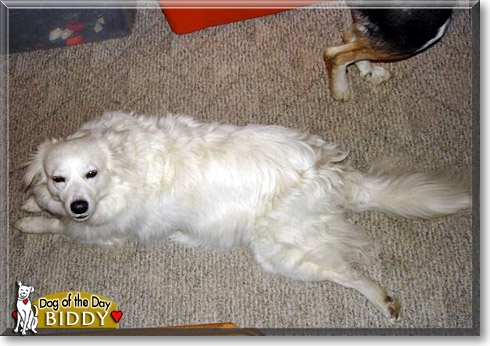 Biddy, the Dog of the Day