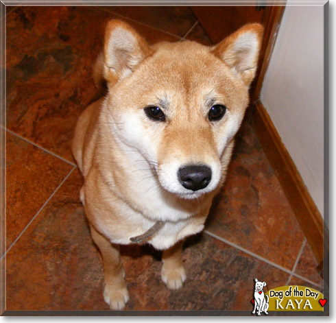 Kaya, the Dog of the Day