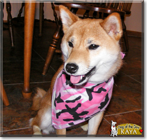 Kaya, the Dog of the Day