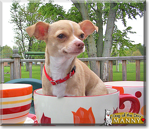 Manny, the Dog of the Day