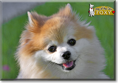 Foxy, the Dog of the Day