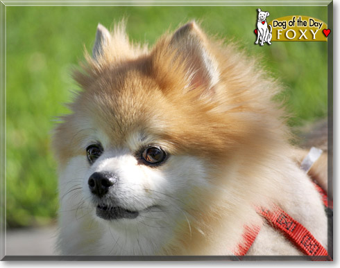 Foxy, the Dog of the Day