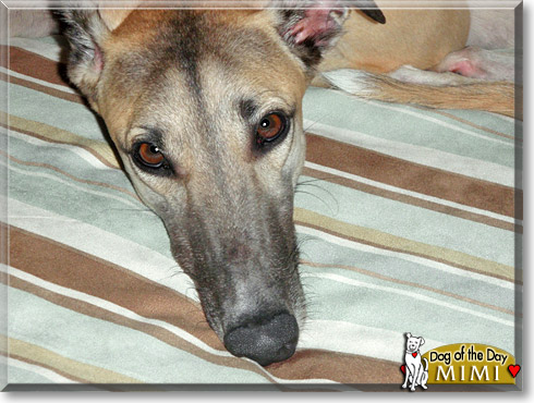 Mimi, the Dog of the Day