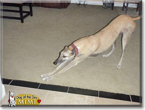 Mimi, the Dog of the Day