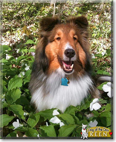 Keen, the Dog of the Day