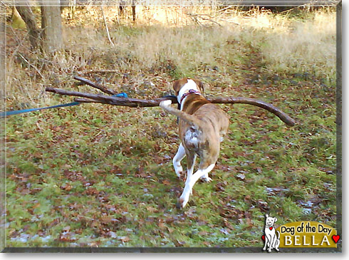 Bella, the Dog of the Day