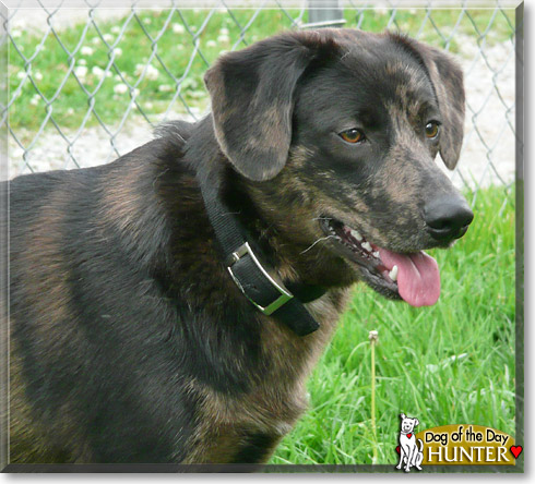 Hunter, the Dog of the Day