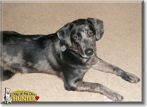 Hunter, the Dog of the Day