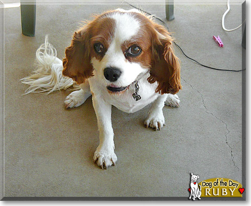 Ruby, the Dog of the Day