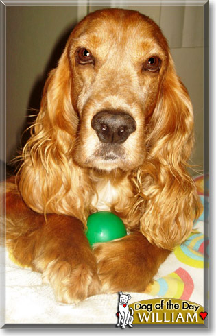 William, the Dog of the Day