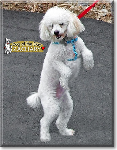 Zachary, the Dog of the Day