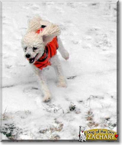 Zachary, the Dog of the Day